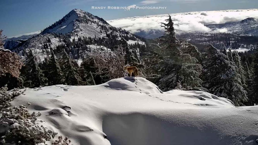 Heart-Stopping Hope: Nearly Extinct Red Fox Spotted in National Park After Years of Longing for a Glimpse