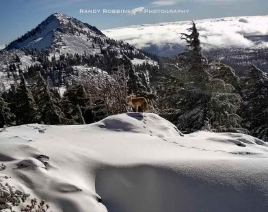 Heart-Stopping Hope: Nearly Extinct Red Fox Spotted in National Park After Years of Longing for a Glimpse