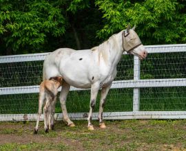 Heartwarming Bond: Abandoned Wild Baby Horse Finds Love and Healing with Grieving Pony Mom