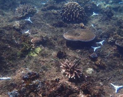 Miracle at Sea: Portable Coral Spawning Laboratory Cultivates 10,000 Young Corals in the Heart of the Maldives