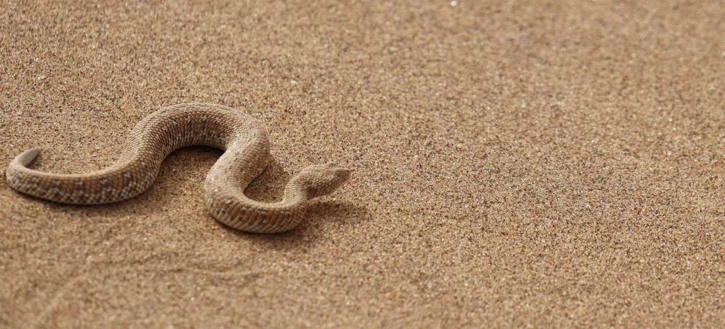 Nature's Deadly Allies: How Snake and Spider Venom Could Revolutionize Antibiotics and Save Lives