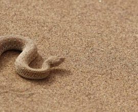 Nature's Deadly Allies: How Snake and Spider Venom Could Revolutionize Antibiotics and Save Lives