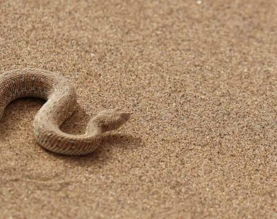 Nature's Deadly Allies: How Snake and Spider Venom Could Revolutionize Antibiotics and Save Lives