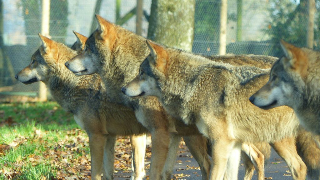Polish Scientists Urge Calm: Debunking Myths About Wolves
