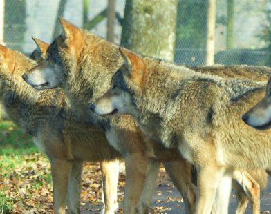 Polish Scientists Urge Calm: Debunking Myths About Wolves