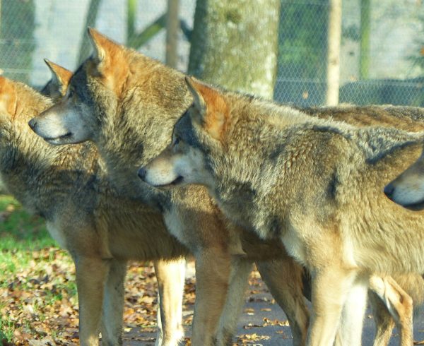 Polish Scientists Urge Calm: Debunking Myths About Wolves