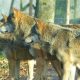 Polish Scientists Urge Calm: Debunking Myths About Wolves
