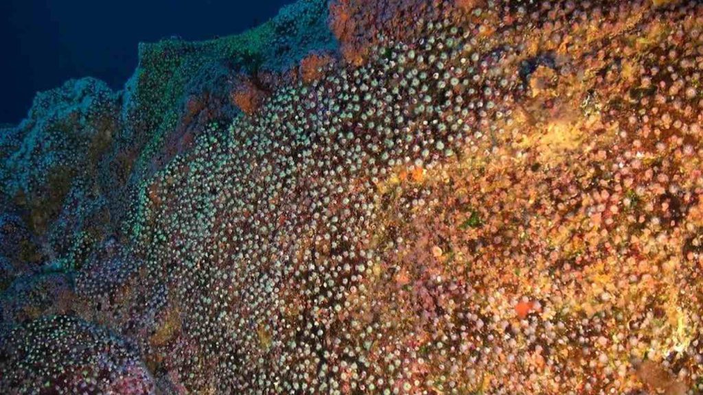 Portugal's Bold Promise: Safeguarding the Serene Secrets of Underwater Mountains with a New 38,000 Sq. Mile Sanctuary