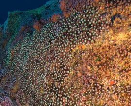 Portugal's Bold Promise: Safeguarding the Serene Secrets of Underwater Mountains with a New 38,000 Sq. Mile Sanctuary
