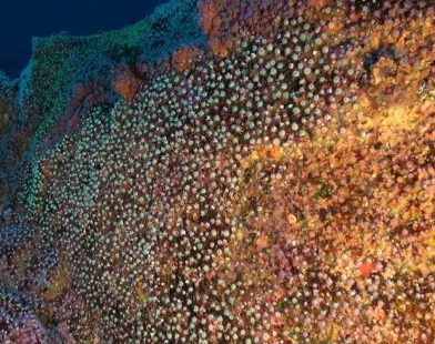 Portugal's Bold Promise: Safeguarding the Serene Secrets of Underwater Mountains with a New 38,000 Sq. Mile Sanctuary