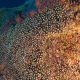 Portugals Bold Promise Safeguarding the Serene Secrets of Underwater Mountains 80x80