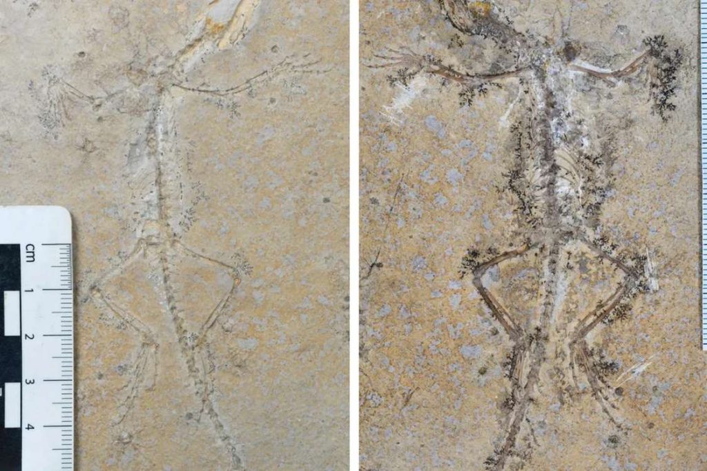 Separated by Distance, United in Discovery: The Heartwarming Reunion of Two Fossil Halves Unveils a New Chapter in Evolution