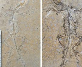 Separated by Distance, United in Discovery: The Heartwarming Reunion of Two Fossil Halves Unveils a New Chapter in Evolution