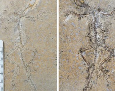 Separated by Distance, United in Discovery: The Heartwarming Reunion of Two Fossil Halves Unveils a New Chapter in Evolution