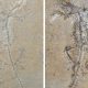 Separated by Distance, United in Discovery: The Heartwarming Reunion of Two Fossil Halves Unveils a New Chapter in Evolution