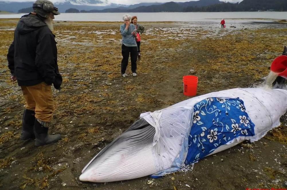 Together We Rise: Local Heroes Unite to Save Beached Whale from the Brink of Despair
