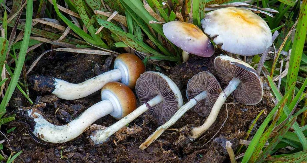 Unlocking Time: Psychedelic Mushrooms Slash Cellular Aging by 57% and Extend Mouse Lifespan by 30%—A New Dawn for Longevity!