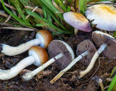 Unlocking Time: Psychedelic Mushrooms Slash Cellular Aging by 57% and Extend Mouse Lifespan by 30%—A New Dawn for Longevity!