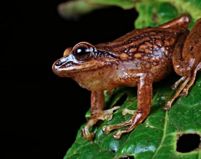 Unveiling Nature's Secrets: Three New Frog Species Discovered in the Untamed Andes, Where Every Step Tells a Story