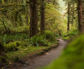 Unwavering Courage: Dad Fends Off Mountain Lion to Save His Child in a Heart-Stopping Moment at Olympic National Park