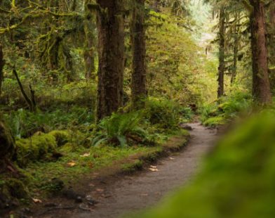 Unwavering Courage: Dad Fends Off Mountain Lion to Save His Child in a Heart-Stopping Moment at Olympic National Park