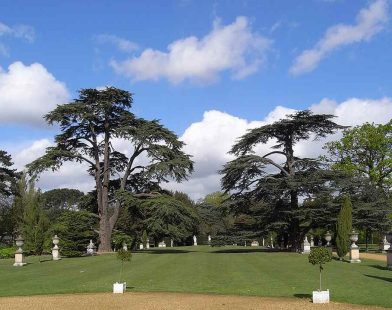 Whispers of Harmony: The Beatles' Ceder Tree and a Majestic Violet Beech Shine as Nature's Icons in Euro Tree Awards