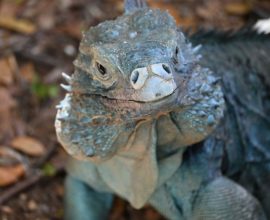 Hope Resurfaces: Endangered 'Blue Dragon' of the Caymans Soars Past 1,000 as Nature's Resilience Shines