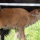 Heart of the Prairie: Minnesota's Largest Native American Reservation Celebrates the Arrival of Its First Home-Born Bison Calf