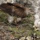 From the Brink to the Sky: France Celebrates a Heartwarming Surge in Eagle Mating Pairs After Years of Dedication