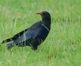 Against All Odds: The Return of the Red-Billed Chough—A Historic Flight Rekindles Hope for England's Feathered Legacy!