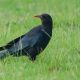 Against All Odds: The Return of the Red-Billed Chough—A Historic Flight Rekindles Hope for England's Feathered Legacy!