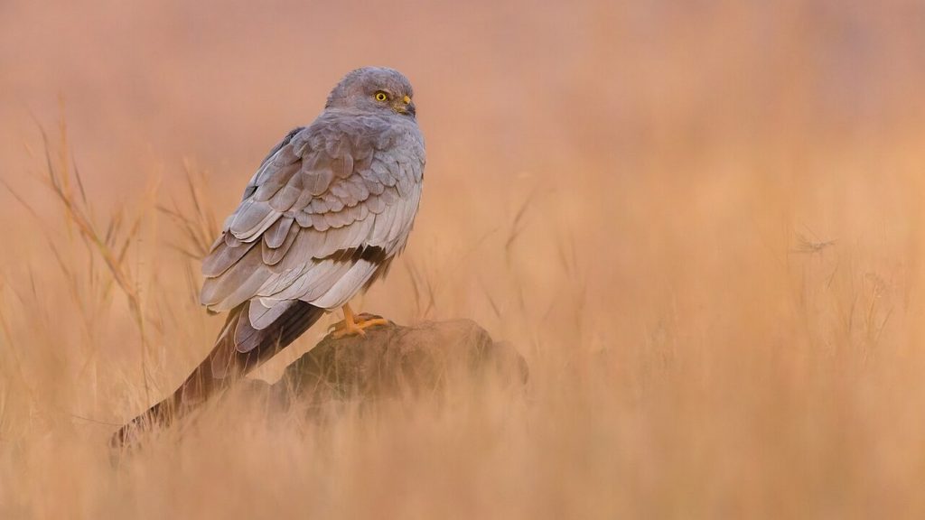 Against All Odds: UK’s Rarest Breeding Birds Celebrate New Life After Six Long Years