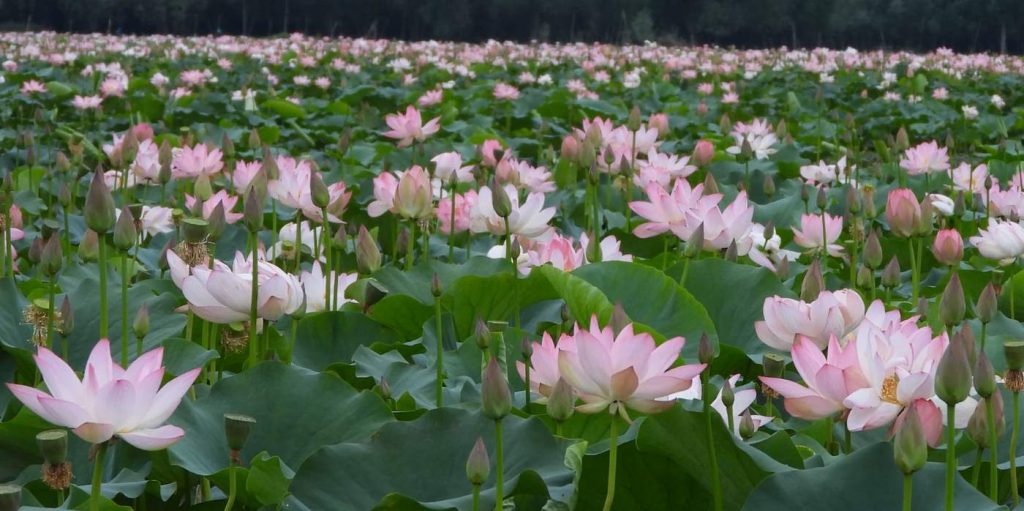 Awakening from Silence: The Joyful Return of Lotus Blooms to Kashmir's Lake After 30 Years