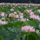 Awakening from Silence: The Joyful Return of Lotus Blooms to Kashmir's Lake After 30 Years