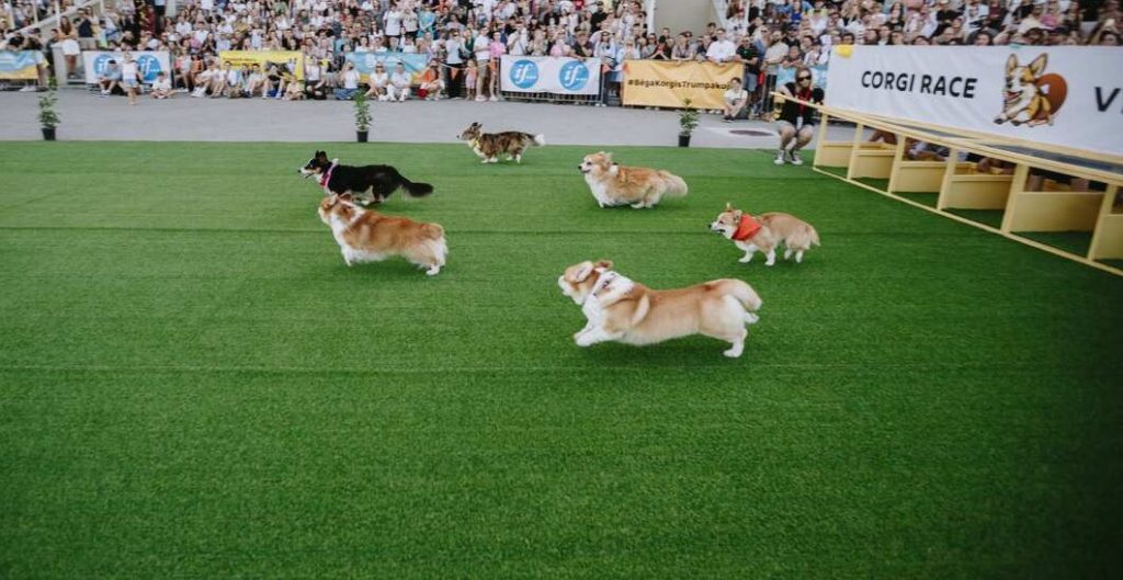 Corgi Chaos: Lithuania's Adorable Race Sparks Joy and Cuteness Overload at 5th Annual Event!