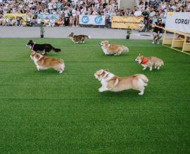 Corgi Chaos: Lithuania's Adorable Race Sparks Joy and Cuteness Overload at 5th Annual Event!