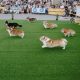Corgi Chaos: Lithuania's Adorable Race Sparks Joy and Cuteness Overload at 5th Annual Event!