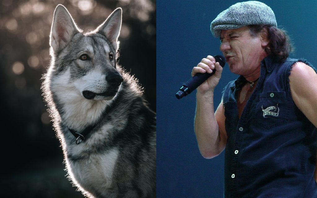 Farmland’s Unlikely Guardians: How Scarlett Johansson and AC/DC Are Chasing Wolves Away