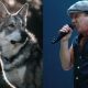 Farmland’s Unlikely Guardians: How Scarlett Johansson and AC/DC Are Chasing Wolves Away