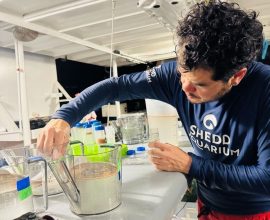 Florida Coral Nursery Celebrates a Milestone: First Spawn Since 2023 Sparks Hope for Reef Revival