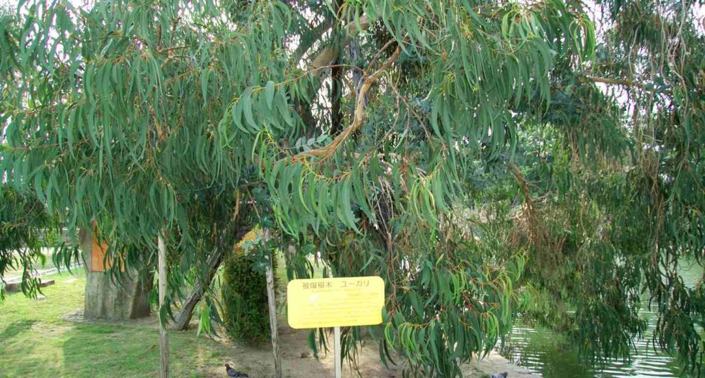 From Hiroshima's Ashes: The Resilient Trees That Inspire a Global Legacy of Hope and Remembrance