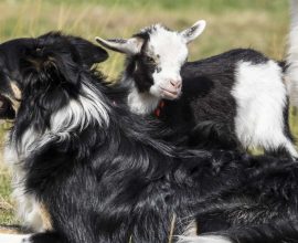 From Rejection to Resilience: How a Tiny Goat Triplet Found Love and Lessons from Her Unexpected Sheepdog Family