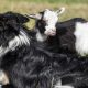 From Rejection to Resilience: How a Tiny Goat Triplet Found Love and Lessons from Her Unexpected Sheepdog Family