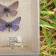 From Shadows to Sunshine: A Relative's Journey to Revive California's Lost Xerces Butterfly Habitat