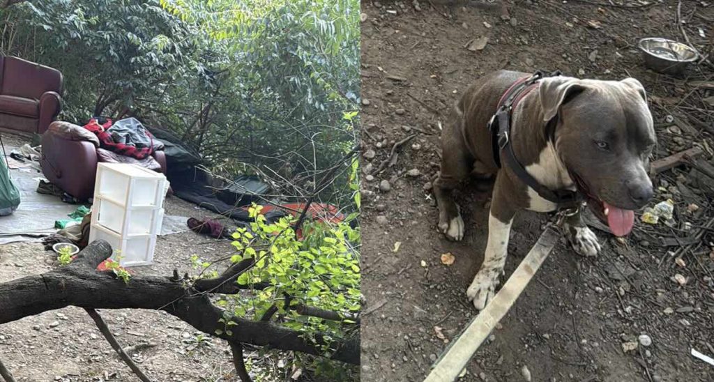 Guided by Heart: How One Man and His Loyal Dog Rescued an Unconscious Couple from the Brink of Tragedy