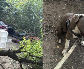 Guided by Heart: How One Man and His Loyal Dog Rescued an Unconscious Couple from the Brink of Tragedy