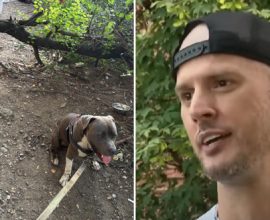 Guided by Instinct: How a Brave Pit Bull Led a Stranger to Save Two Lives