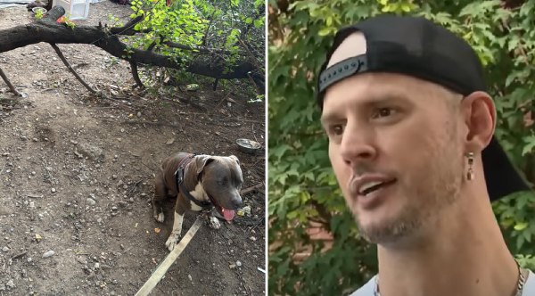 Guided by Instinct: How a Brave Pit Bull Led a Stranger to Save Two Lives