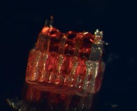 Hope Rekindled: Revolutionary 3D-Printed Scaffolding Paves the Way for Spinal Cord Repair, Sparking New Life in Injured Nerves