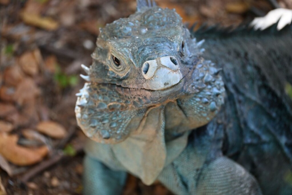 Blue iguanas on Grand Cayman